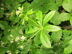 茎の先端および上部の葉腋から花序を出し、3個前後の小さな緑白色の花をつける。萼には先が曲がった長毛が生える。