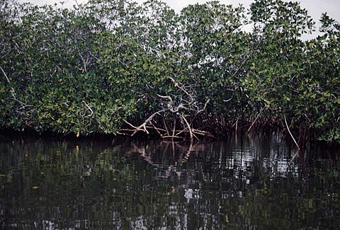 Ciri ciri tumbuhan penyusun hutan mangrove