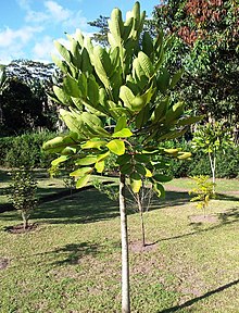 Gastonia mauritiana - Bois Boeuf - Endangered tree of Mauritius 3.jpg