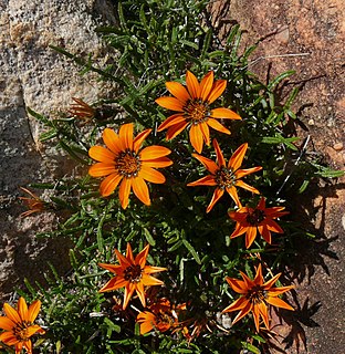 <i>Gazania serrata</i> Species of plant