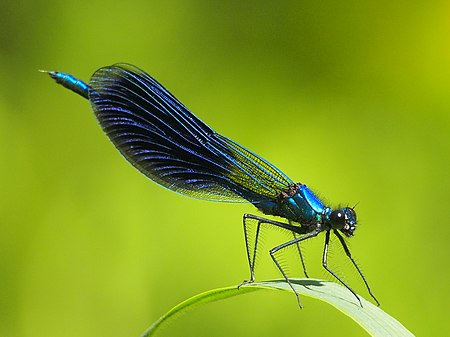 Gebänderte Prachtlibelle Calopteryx splendens 160510-0380 TegelFlies SOOC.jpg