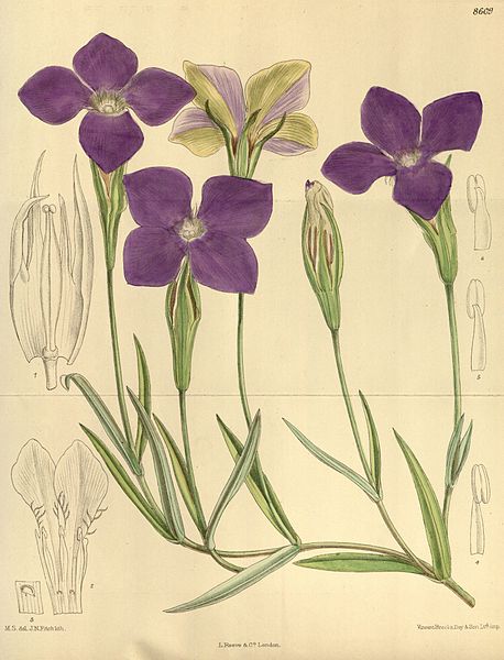 File:Gentiana barbata grandiflora 141-8609.jpg