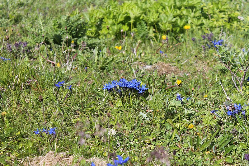 File:Gentiana bavarica Habitat.jpg