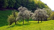 Vignette pour Parc naturel de Bergstraße-Odenwald