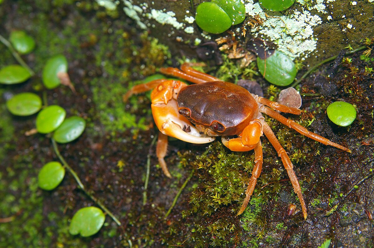 サワガニ Wikipedia