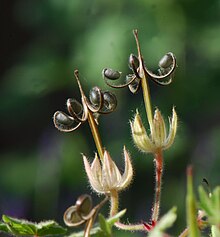 https://upload.wikimedia.org/wikipedia/commons/thumb/7/7c/Geranium_rotundifolium_fruit.jpg/220px-Geranium_rotundifolium_fruit.jpg