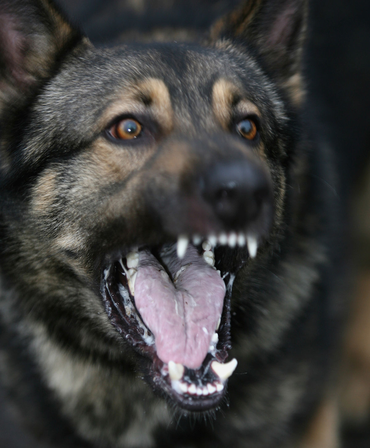 File:german Shepherd Military Working Dog Mod 45149289.Jpg - Wikimedia  Commons