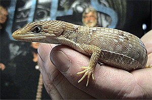 Texas Alligator Lizard, Gerrhonotus infernalis