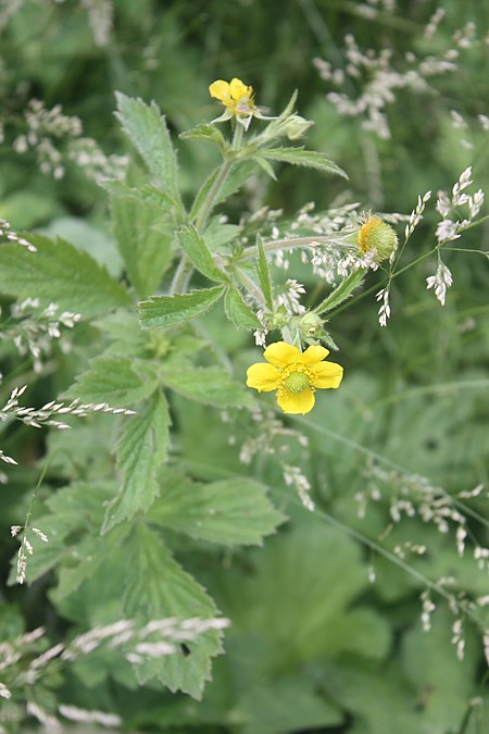 Tập_tin:Geum_aleppicum_MS3928.JPG