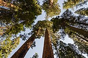 9 votes in Final; Giant Sequoias photographed into the sky +/−