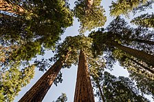 Giant sequoias in Sequoia National Park 2013.jpg