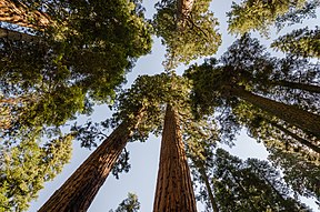 Reuse-sequoias in die Nasionale Sequoia-park