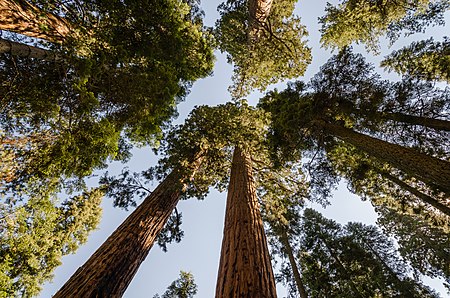 ไฟล์:Giant sequoias in Sequoia National Park 2013.jpg