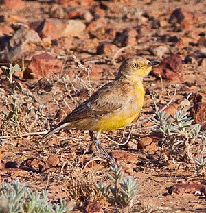 Gibberbird (Ashbyia lovensis) (8079667538).jpg