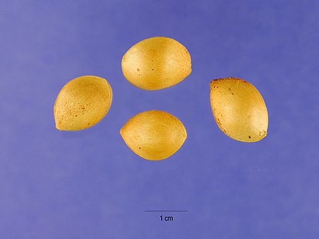 Tập_tin:Gingko_biloba_seeds.jpg