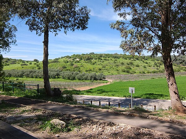 A verdant hill near Moshav Tzafririm