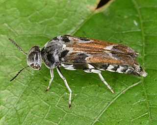 <i>Glipa hilaris</i> Species of beetle