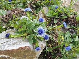 Globularia trichosantha 2017-04-17 7557.jpg