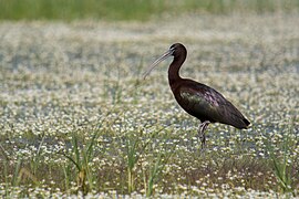 Ibis falcinelle.