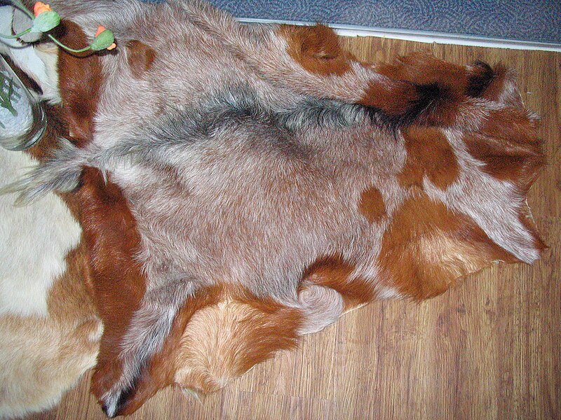 File:Goat fur skin.jpg