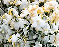 59 Golden Euonymus in January 2018 North American blizzard uploaded by PumpkinSky, nominated by PumpkinSky