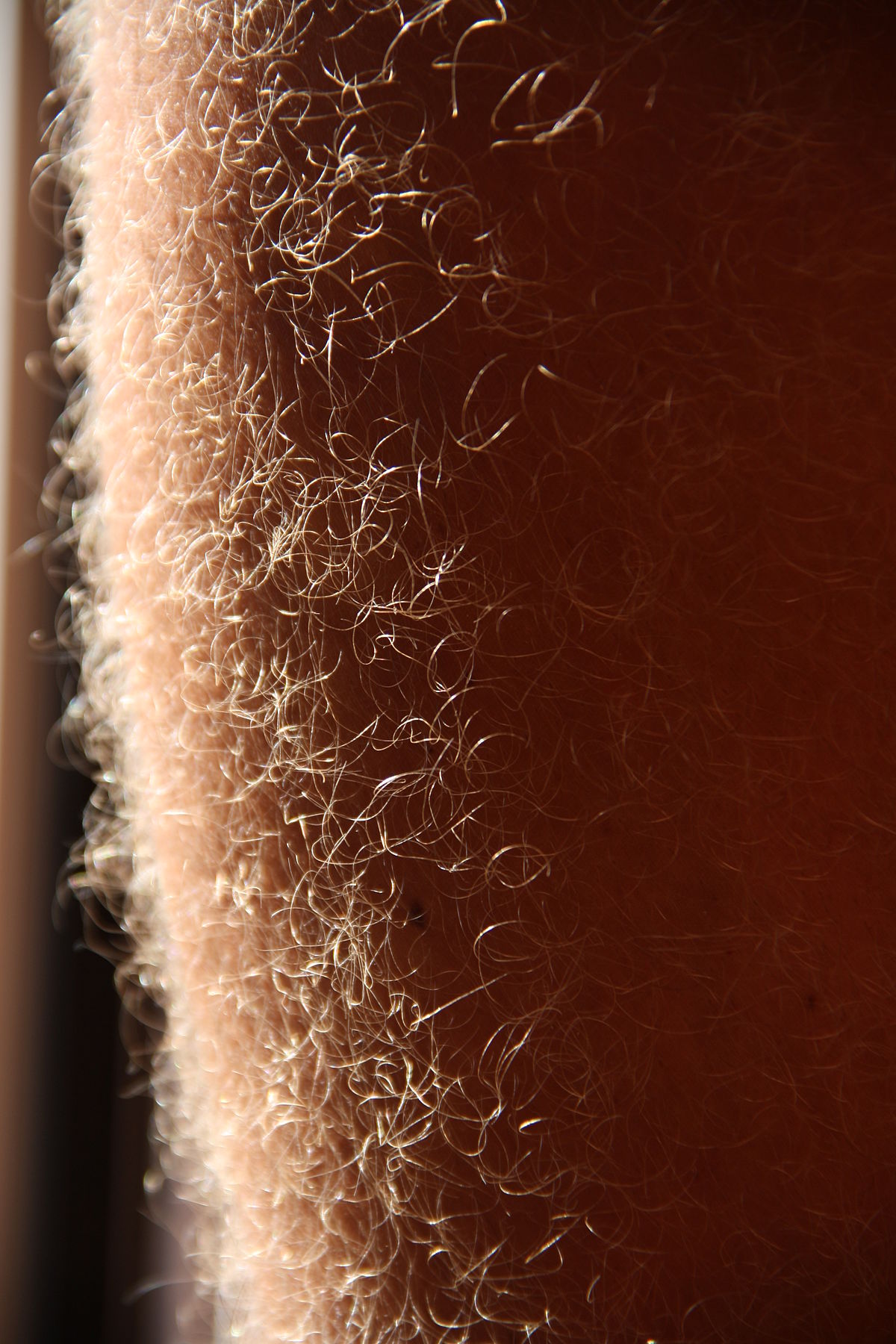 Leg Hair Wikipedia