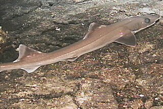 Slender smooth-hound species of shark (Gollum attenuatus)