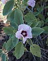 leaves, flower