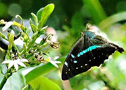 Graphium gelon (4).jpg