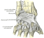 Ligamen pergelangan tangan. Pandangan posterior dan anterior