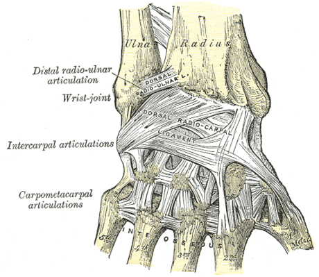 Dorsal intercarpal ligament