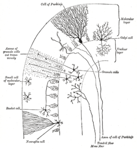 Microcircuitry of the cerebellum.mw-parser-output .hidden-begin{box-sizing:border-box;width:100%;padding:5px;border:none;font-size:95%}.mw-parser-output .hidden-title{font-weight:bold;line-height:1.6;text-align:left}.mw-parser-output .hidden-content{text-align:left}@media all and (max-width:500px){.mw-parser-output .hidden-begin{width:auto!important;clear:none!important;float:none!important}}Abbreviations and representations  • (+): Excitatory connection • (-): Inhibitory connection • MF: Mossy fiber • DCN: Deep cerebellar nuclei • IO: Inferior olive • CF: Climbing fiber • CFC: Climbing fiber collateral • GC: Granule cell • PF: Parallel fiber • PC: Purkinje cell • GgC: Golgi cell • SC: Stellate cell • BC: Basket cell