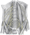 Thumbnail for Femoral nerve