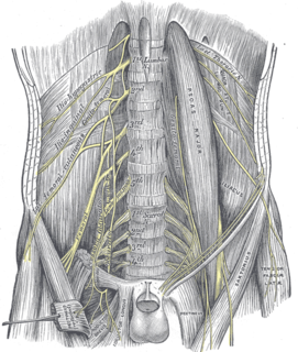 Femoral nerve Long nerve down the thigh and inner leg