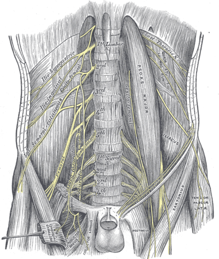Lumbar plexus and branches