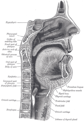 The nasopharynx, oropharynx, and laryngopharynx or larynx can be seen clearly in this sagittal section of the head and neck.