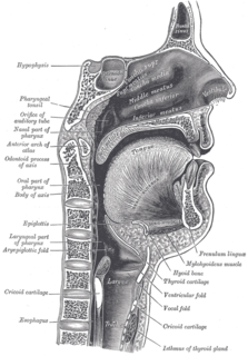 Nasal vestibule