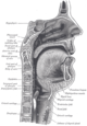 Keel (anatomie)