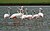 Greater Flamingoes (Phoenicopterus roseus) W2 IMG 0072.jpg