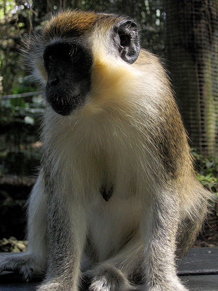 File:Green Monkey in Barbados 08.jpg