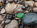* Nomination A piece of green sea glass on the beach at Año Nuevo State Park in San Mateo County. --Grendelkhan 11:24, 15 March 2024 (UTC) * Promotion  Support Good quality. --Plozessor 05:50, 16 March 2024 (UTC)