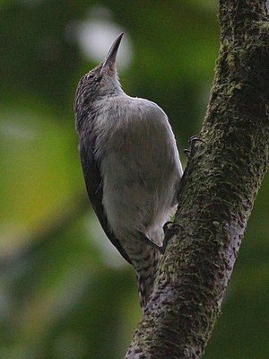 Gray-mantled Wren.jpg