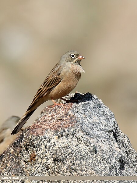 File:Grey-necked Bunting (Emberiza buchanani) (32303043937).jpg