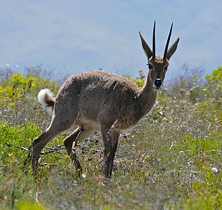Grey rhebok Species of mammal