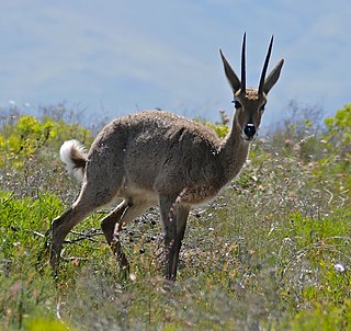 <span class="mw-page-title-main">Grey rhebok</span> Species of mammal