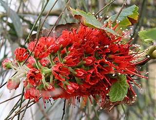 <i>Greyia sutherlandii</i> Species of flowering plant