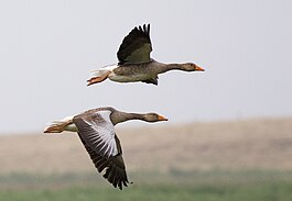 Greylag Geese (Anser anser) in flight, Cley, Norfolk 1700.jpg