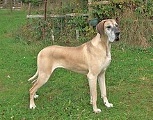 great dane fawn colour