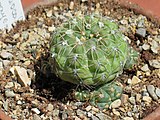 Gymnocalycium uruguayense