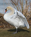 Höckerschwan (Cygnus olor)